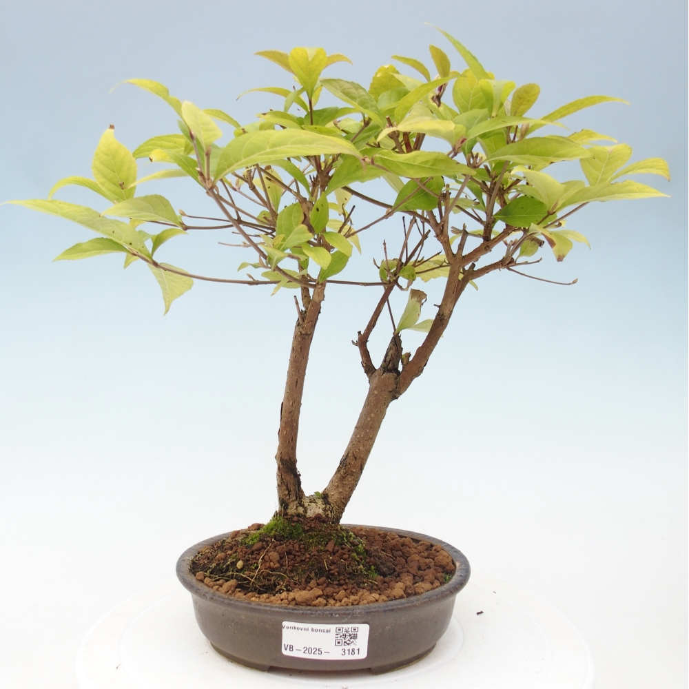 Bonsai voor buiten - Callicarpa japonica
