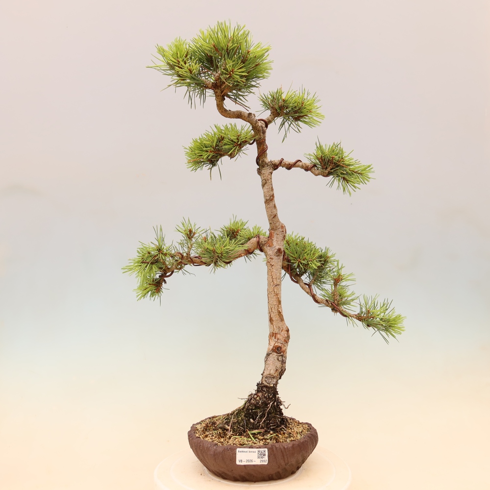 Bonsai voor buiten - Pinus Sylvestris Watererri - grove den