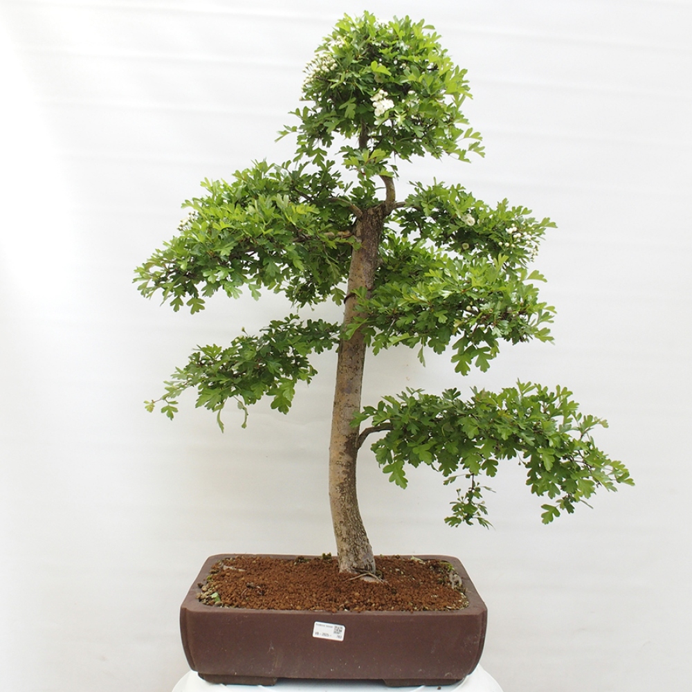 Bonsai voor buiten - Meidoorn - Crataegus monogyna