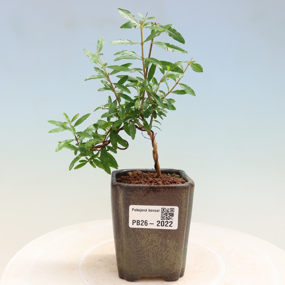 Kamerbonsai-PUNICA granatum nana-Granaatappel