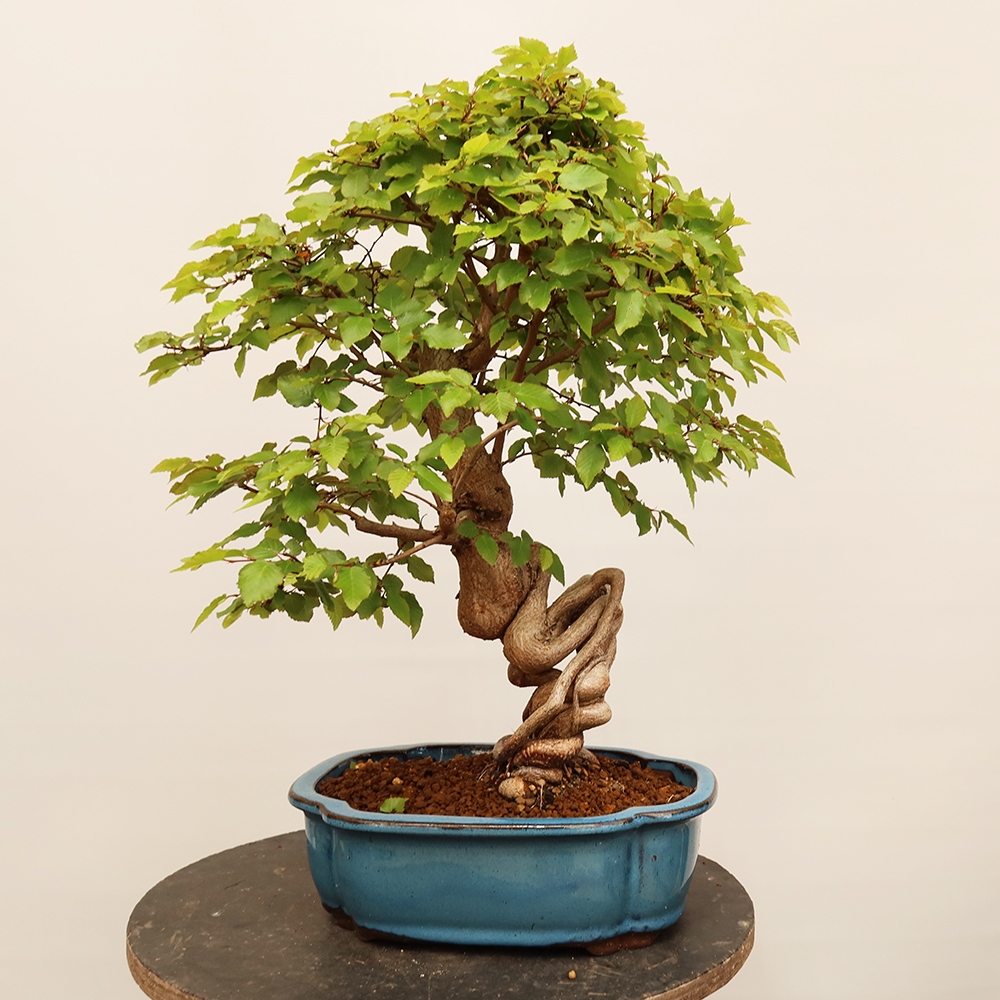 Bonsai voor buiten -Carpinus Coreana - Koreaanse haagbeuk