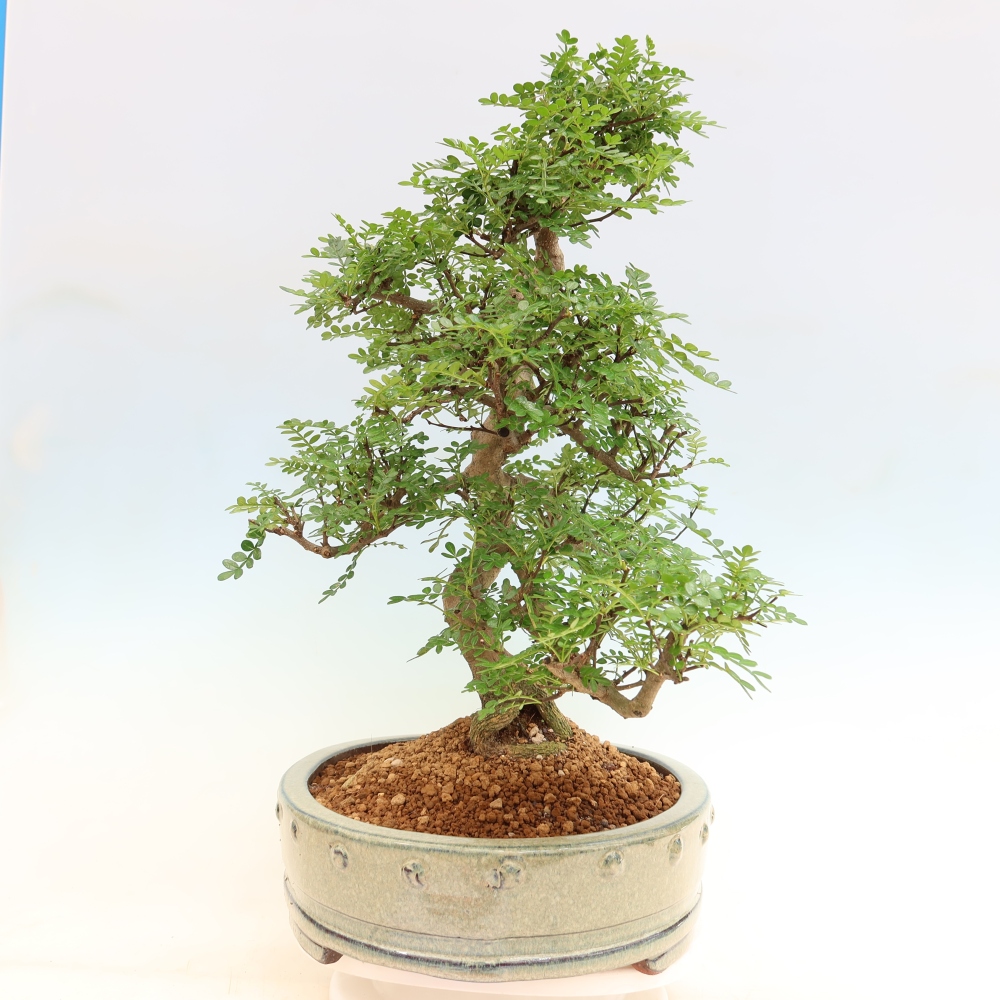 Kamerbonsai - Zantoxylum piperitum - peperboom