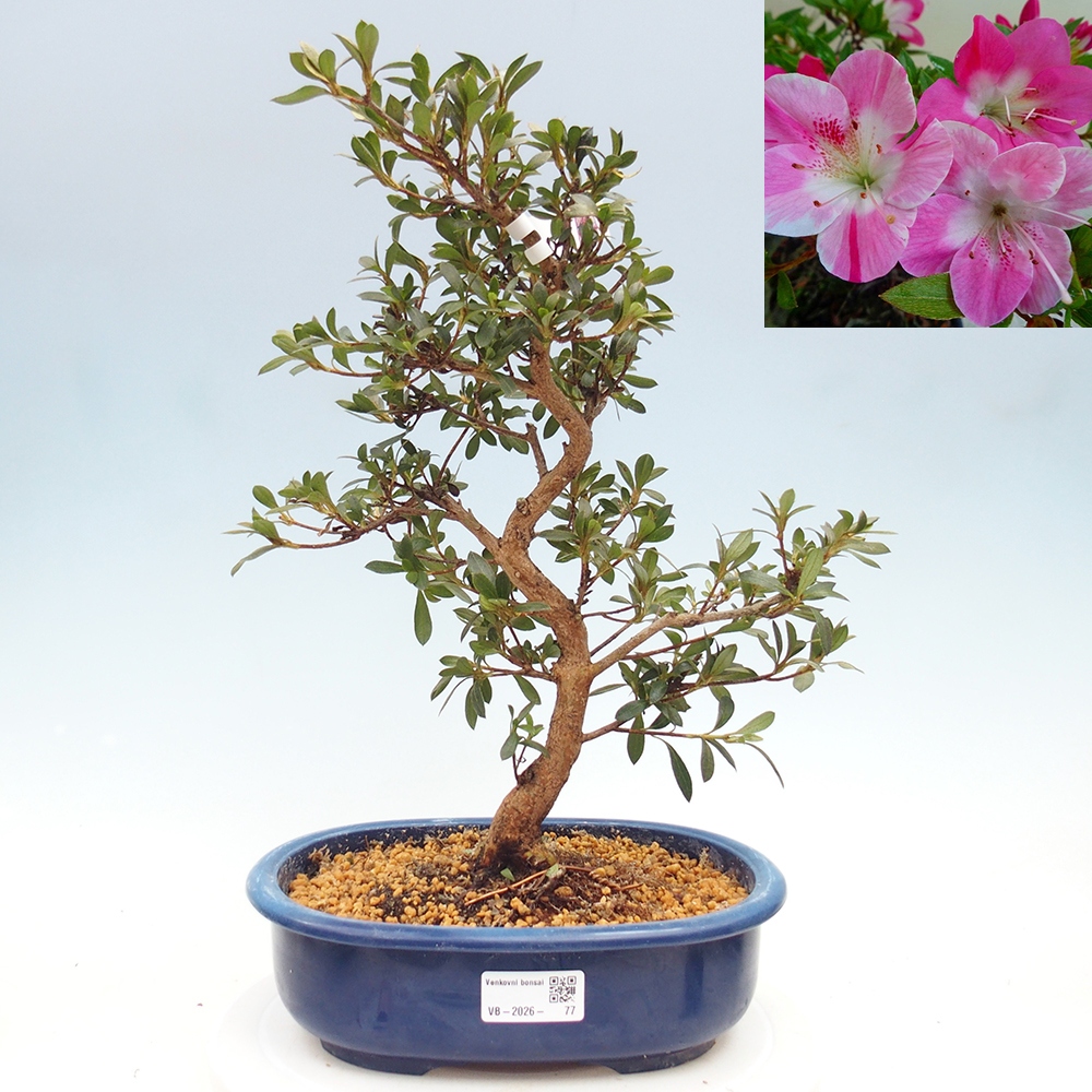 Bonsai voor buiten - Japanse Azalea - Azalea Reiko