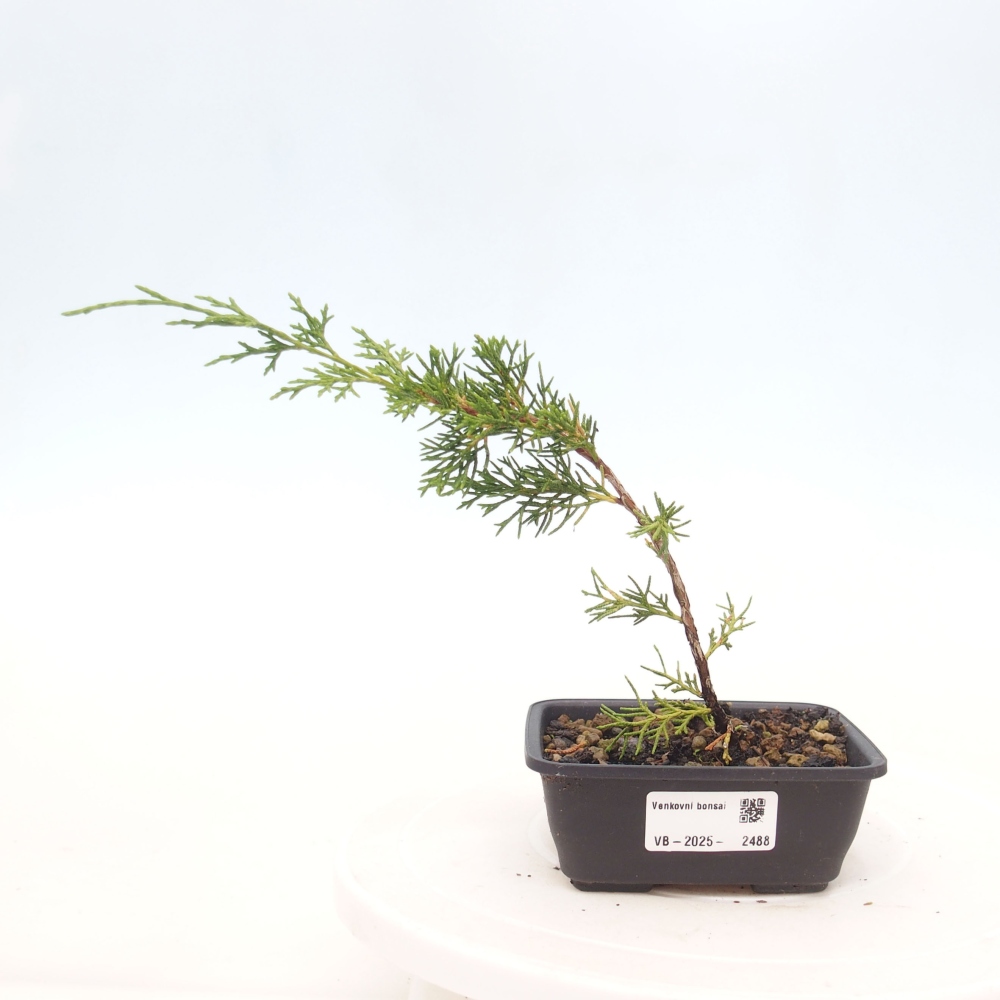 Bonsai voor buiten - Juniperus chinensis Itoigawa