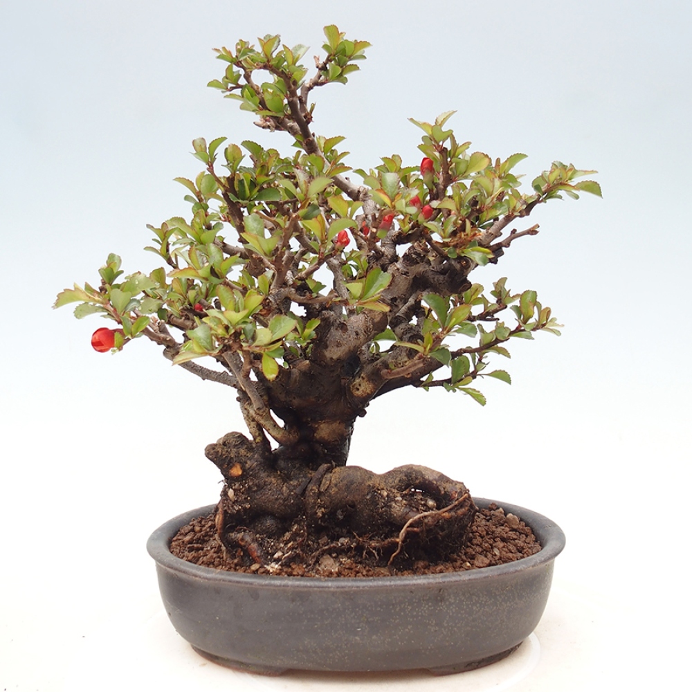Bonsai voor buiten - Chaneomeles speciosa - Kweepeer