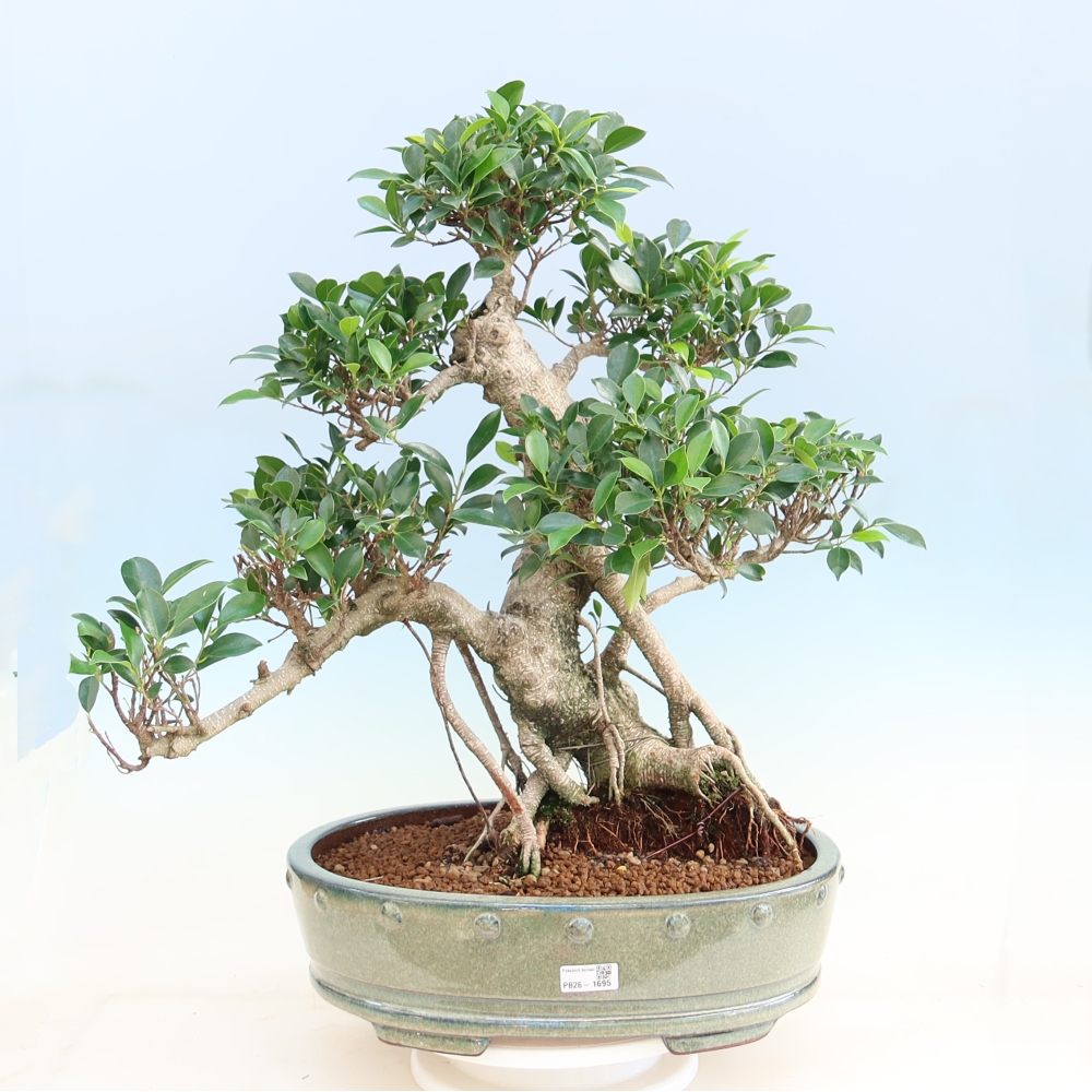Kamerbonsai - Ficus kimmen - kleinbladige ficus