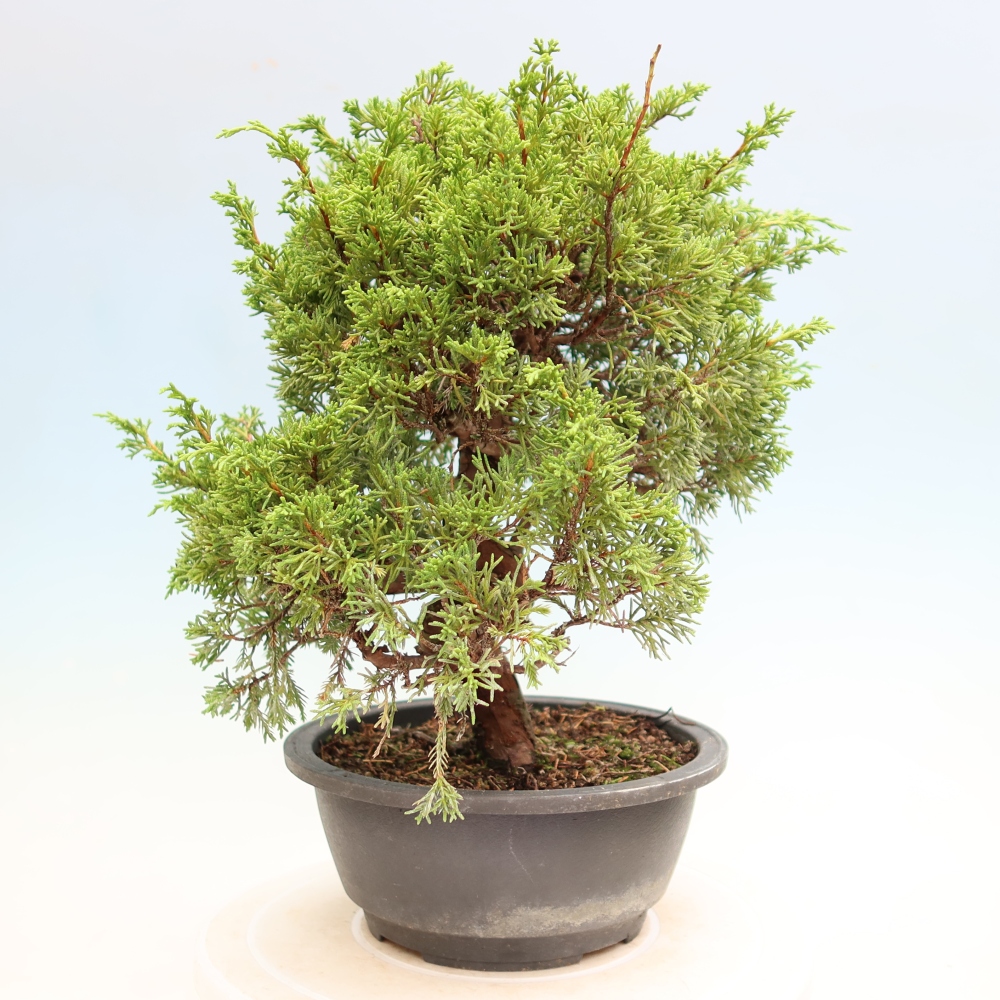 Bonsai voor buiten - Juniperus chinensis Itoigawa-Juniperus chinensis