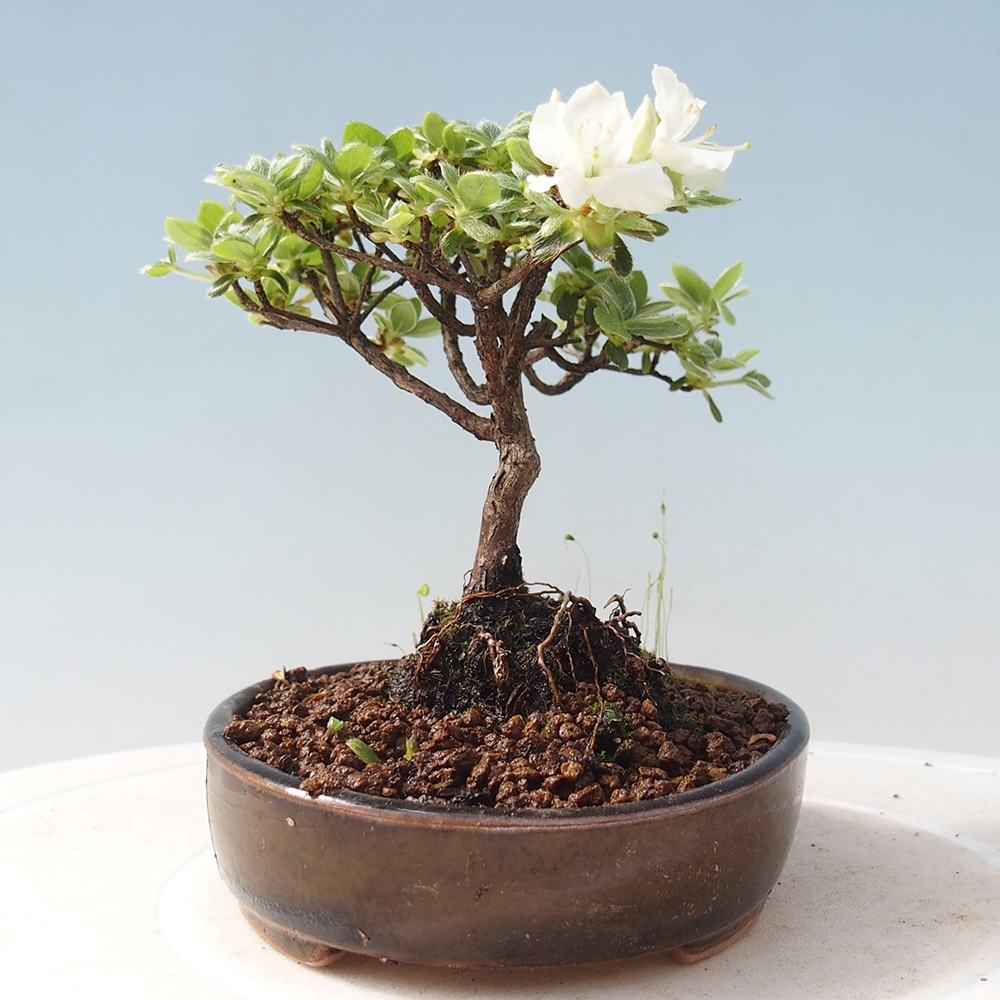 Bonsai voor buiten - Rhododendron indicum - Japanse azalea