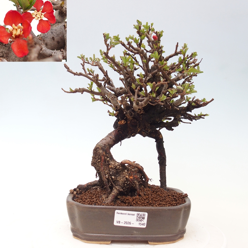 Bonsai voor buiten - Chaneomeles speciosa - Kweepeer