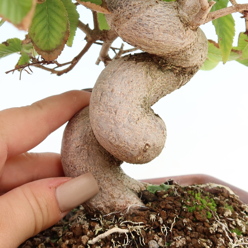 Bonsai voor buiten -Carpinus CARPINOIDES - Koreaanse haagbeuk