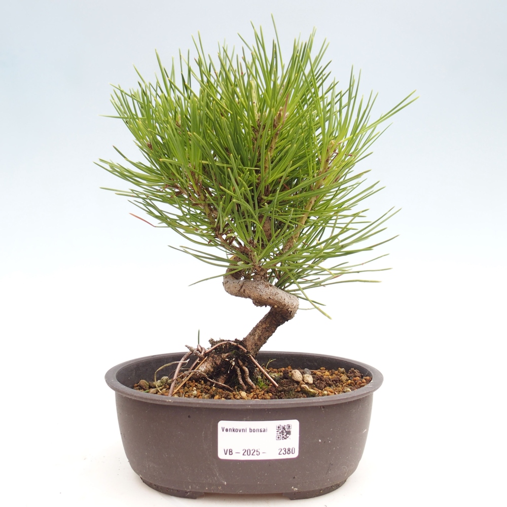 Bonsai voor buiten - Pinus thunbergii - Thunberg den