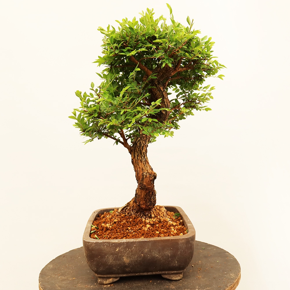Bonsai voor buiten - Zelkova - Zelkova NIRE