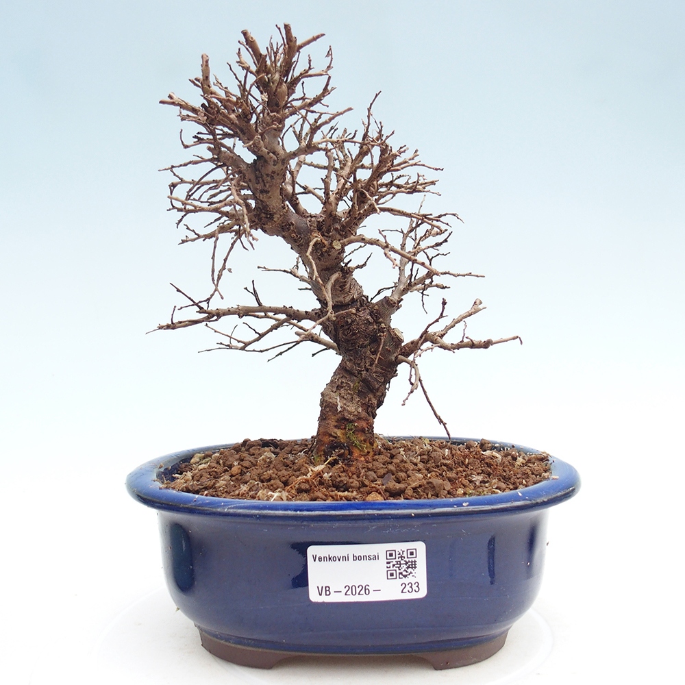 Bonsai voor buiten - Zelkova - Zelkova NIRE