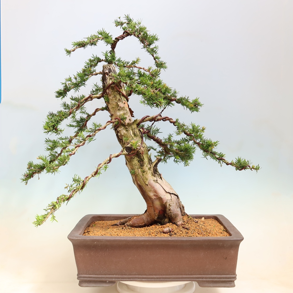 Bonsai voor buiten - Taxus baccata  - Rode taxus
