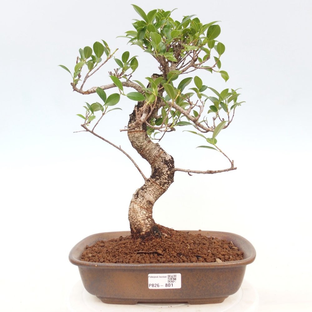 Kamerbonsai - Ficus kimmen - kleinbladige ficus