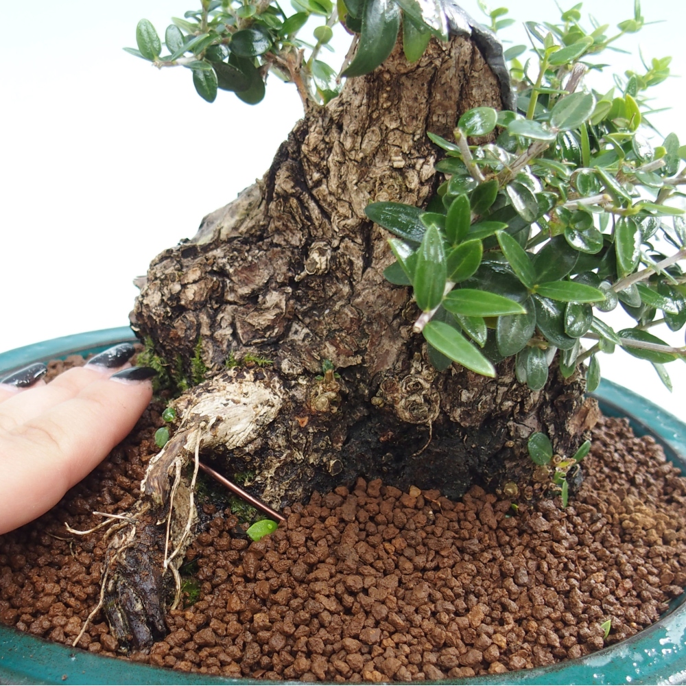 Bonsai voor binnen - Olea europaea sylvestris