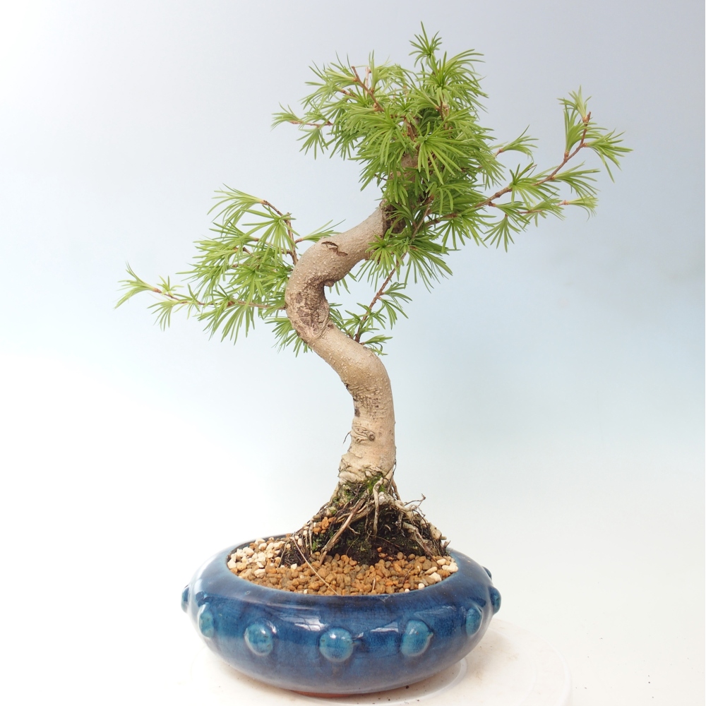 Bonsai voor buiten -Pseudolarix amabis-Pseudolarix amabis
