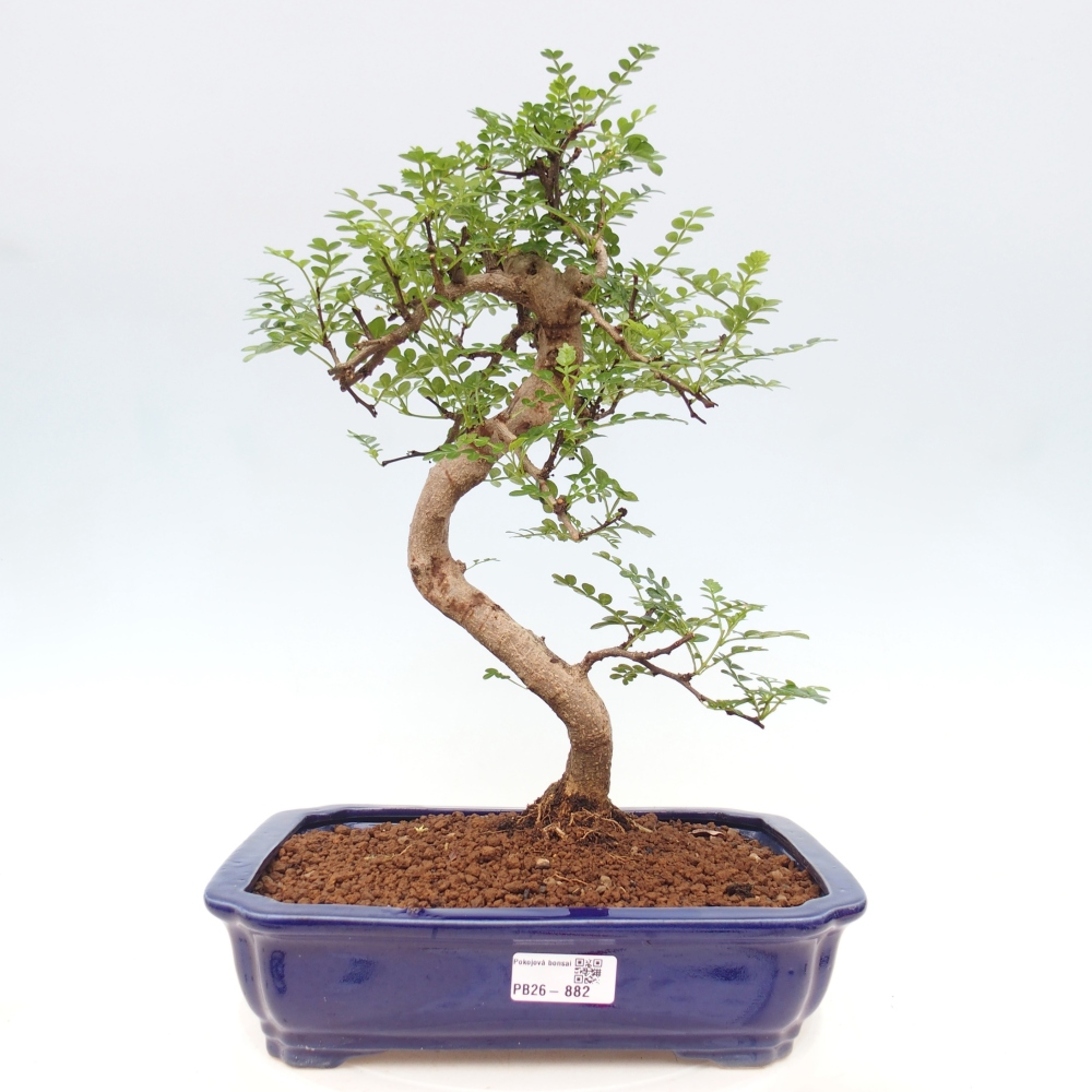 Kamerbonsai - Zantoxylum piperitum - peperboom