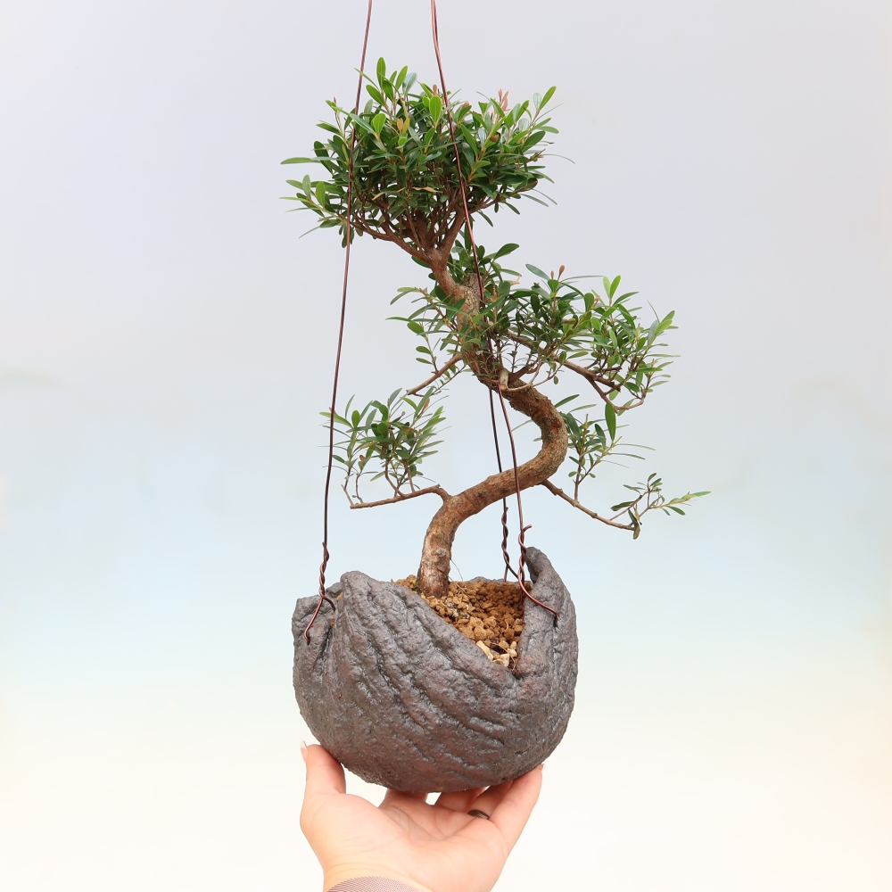 Kokedama in keramiek -Syzygium - Pimentboom