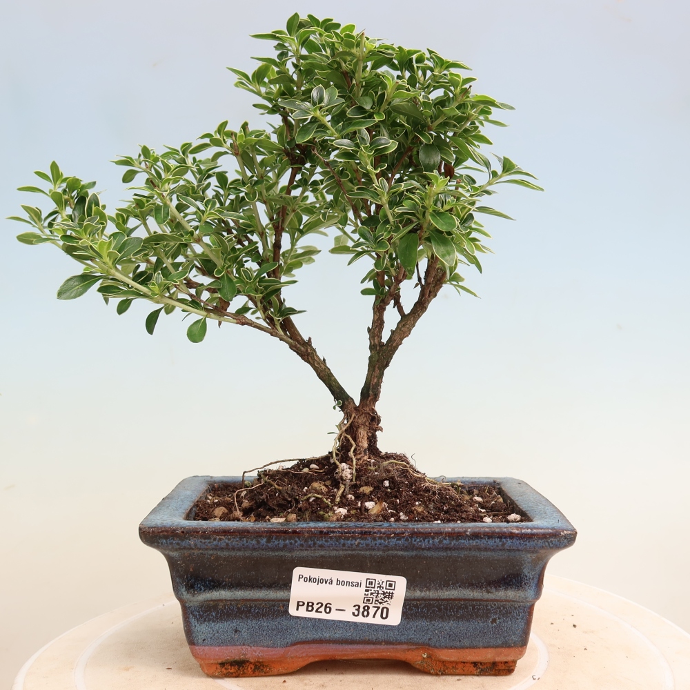 Kamerbonsai - Serissa foetida Variegata - Boom van duizend sterren