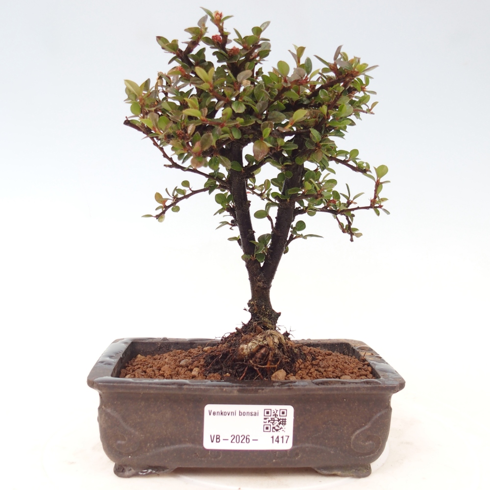 Bonsai voor buiten - Cotoneaster horizontalis - Rocky Mountain