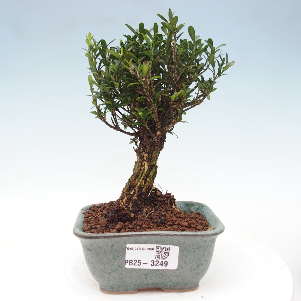 Kamerbonsai - Buxus harlandii - kurk buxus