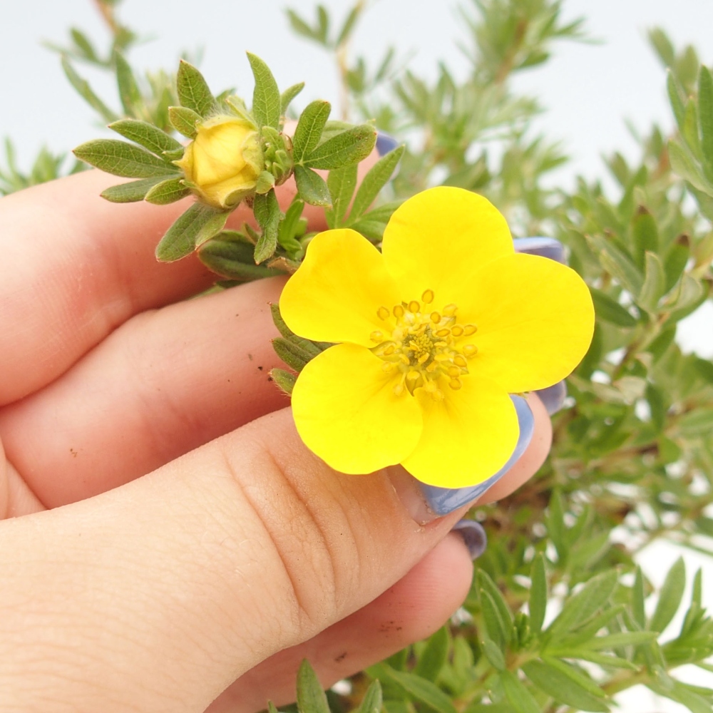 Bonsai voor buiten - Potentila fruticosa gele vogel