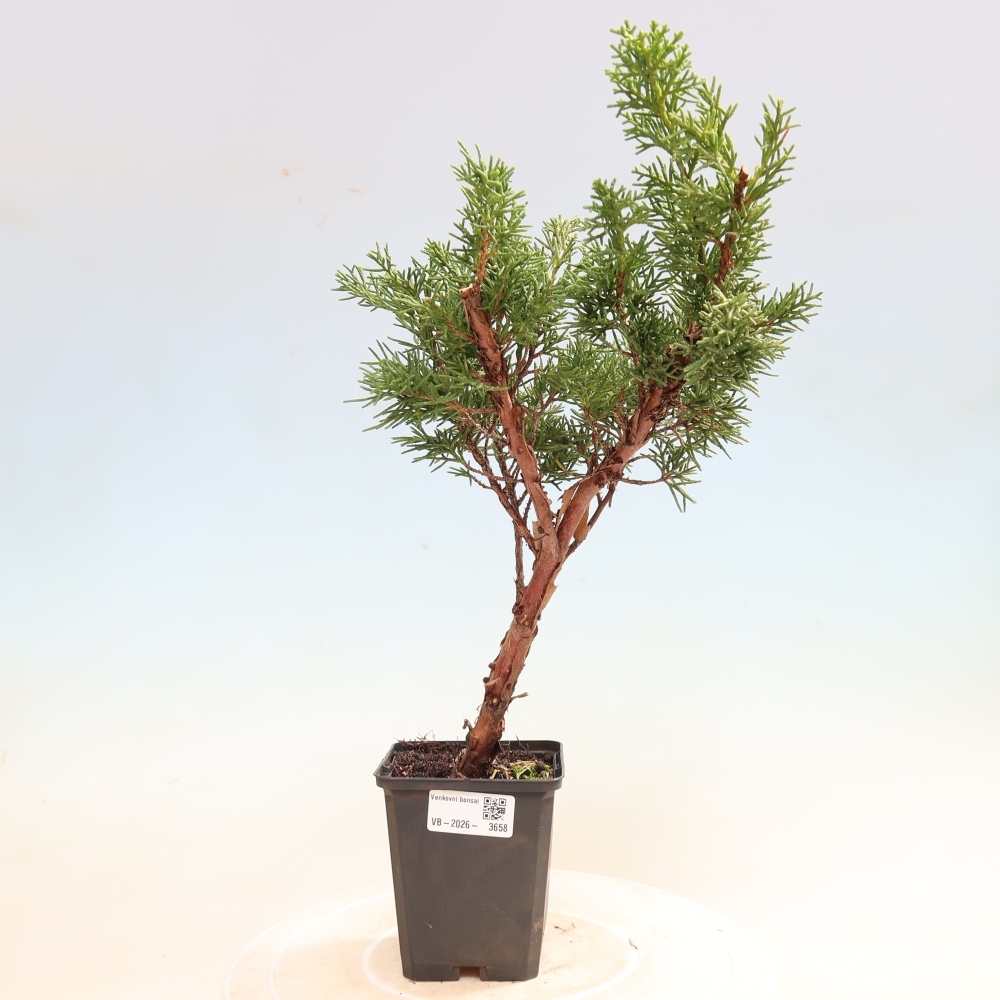 Bonsai voor buiten - Juniperus chinensis Kishu