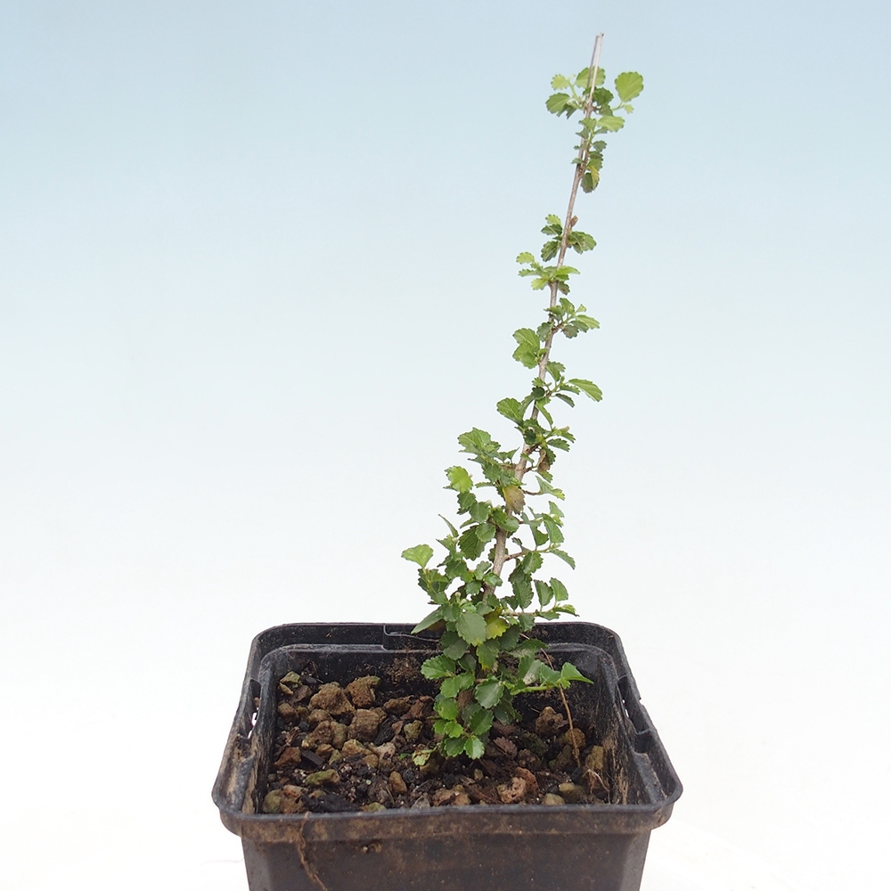 Kamerbonsai - Grewia sp. - Grewia kleinbladig in container