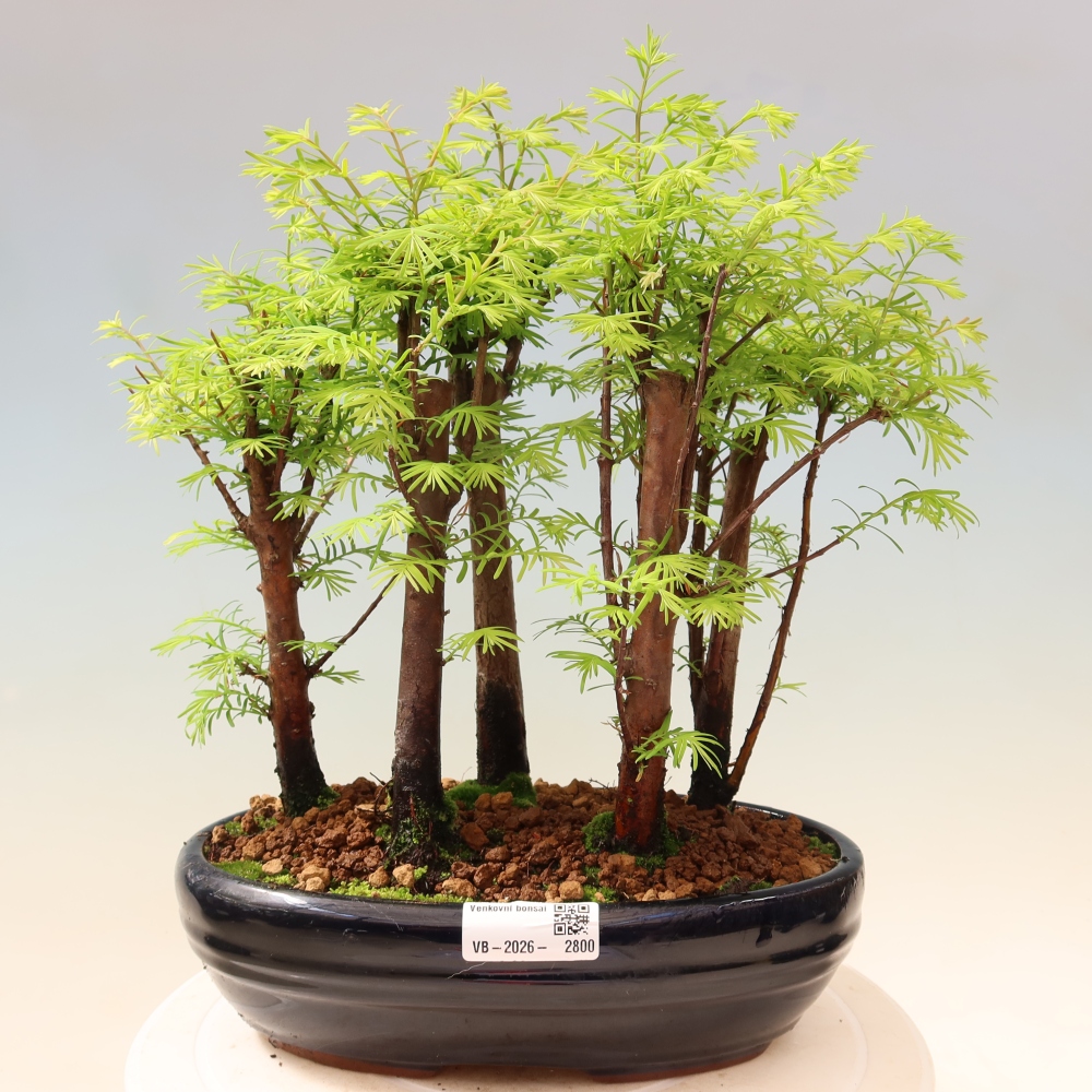 Buitenbonsai - Metasequoia glyptostroboides - Chinese metasequoia - bosje