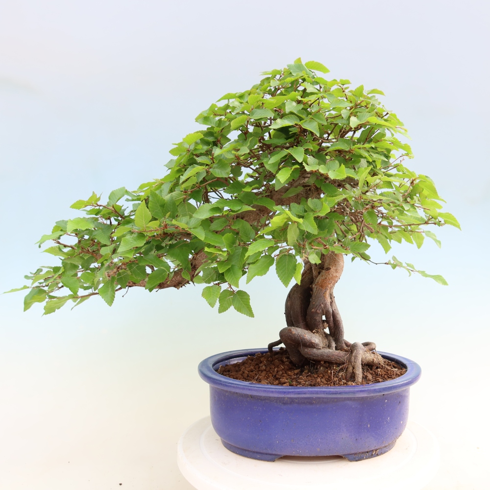Bonsai voor buiten -Carpinus Coreana - Koreaanse haagbeuk