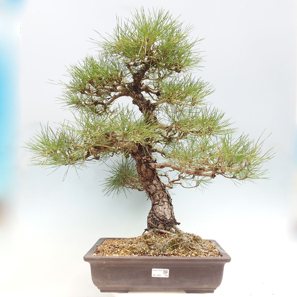 Bonsai voor buiten - Pinus thunbergii - Thunberg den