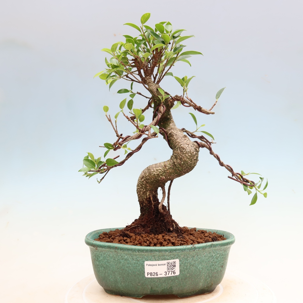 Kamerbonsai - Ficus kimmen - kleinbladige ficus