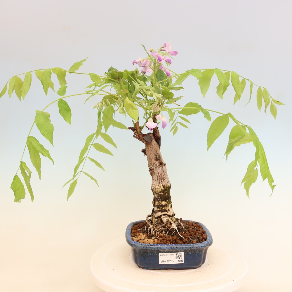 Bonsai voor buiten - Wisteria floribunda