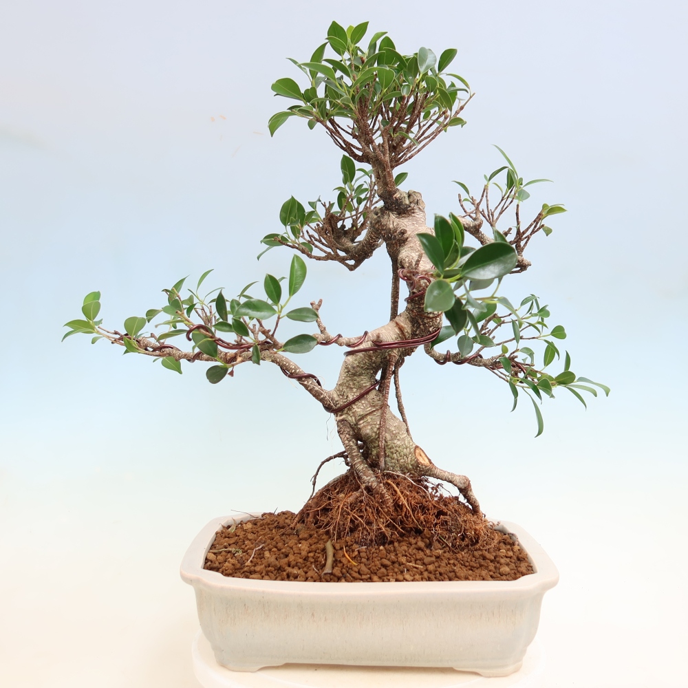 Kamerbonsai - Ficus kimmen - kleinbladige ficus