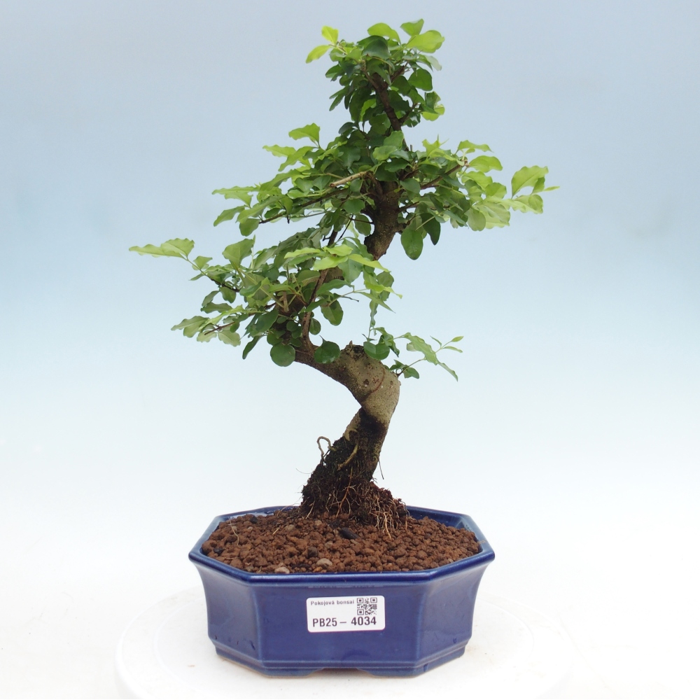 Kamerbonsai -Ligustrum chinensis - Vogelsnavel