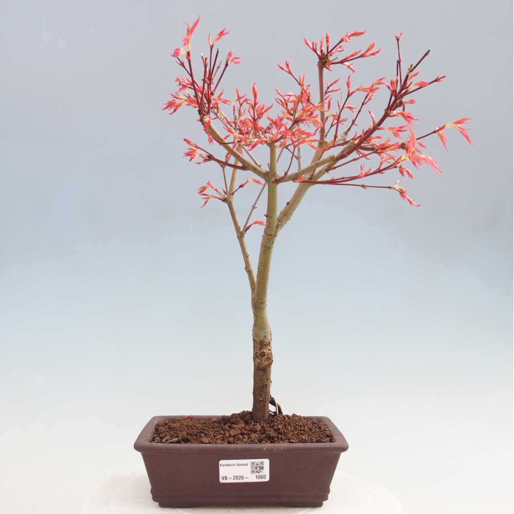 Noorse esdoorn - Acer palmatum Beni Tsukasa