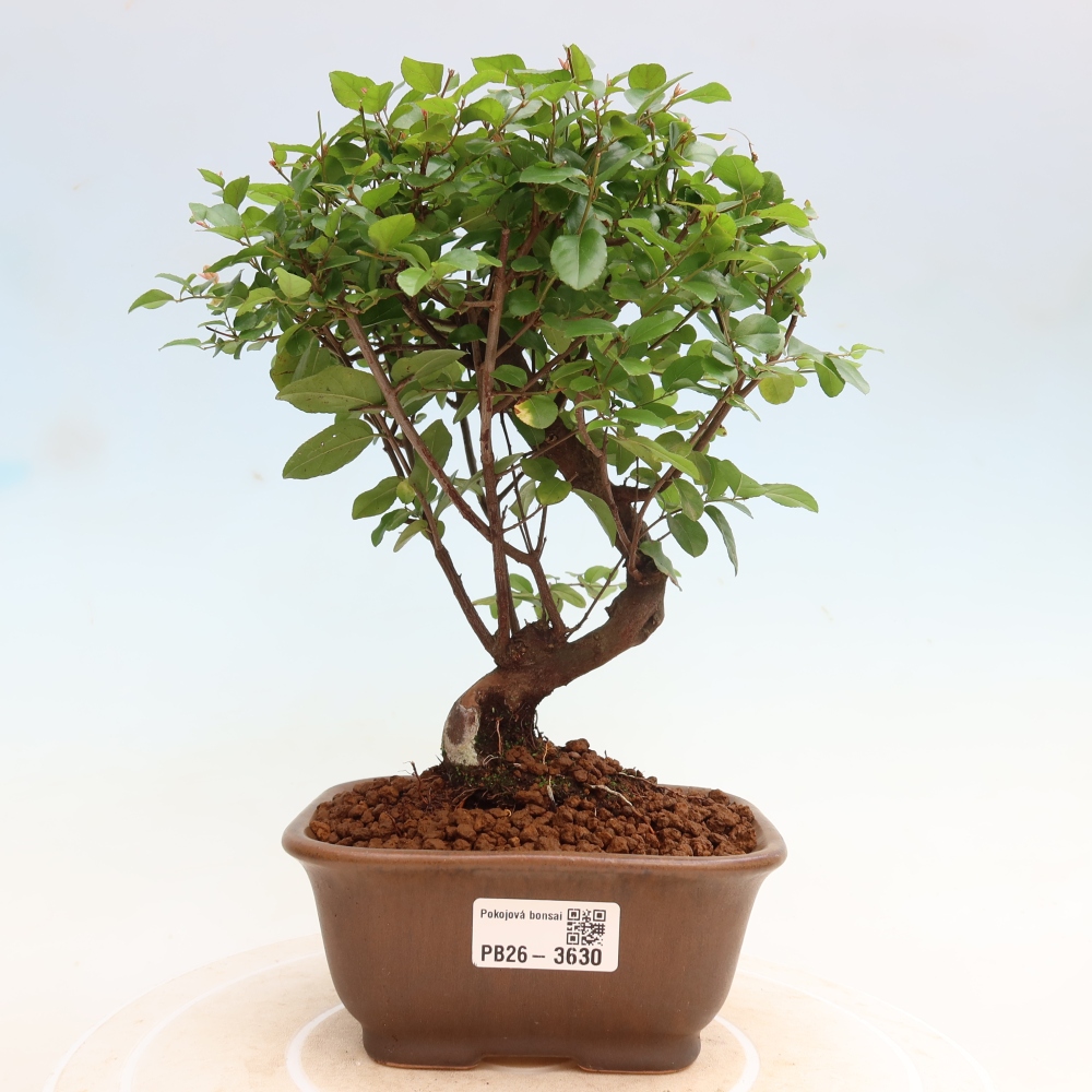 Kamerbonsai - Sageretia thea - Sageretia thea