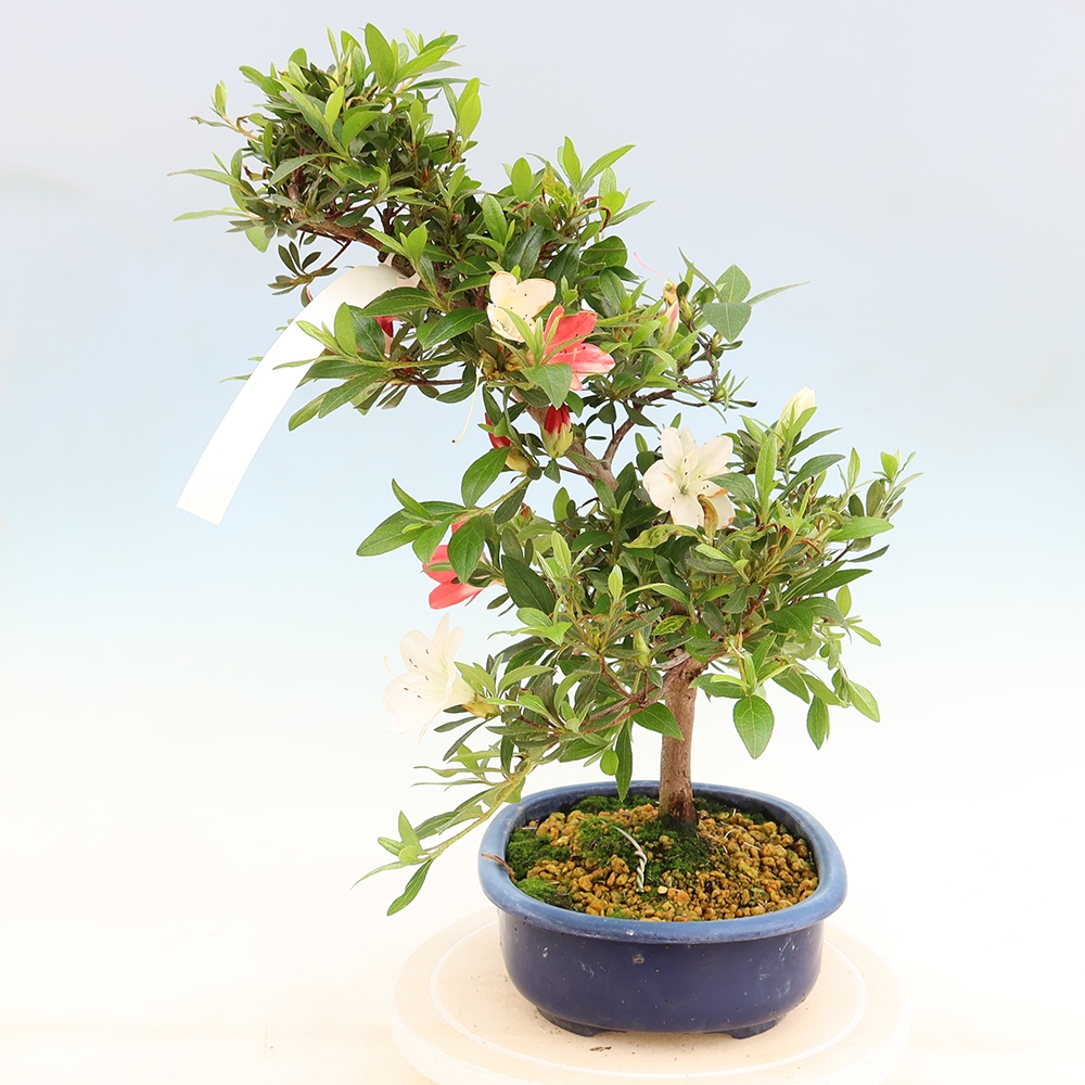 Bonsai voor buiten - Japanse Azalea - Azalea Senhime