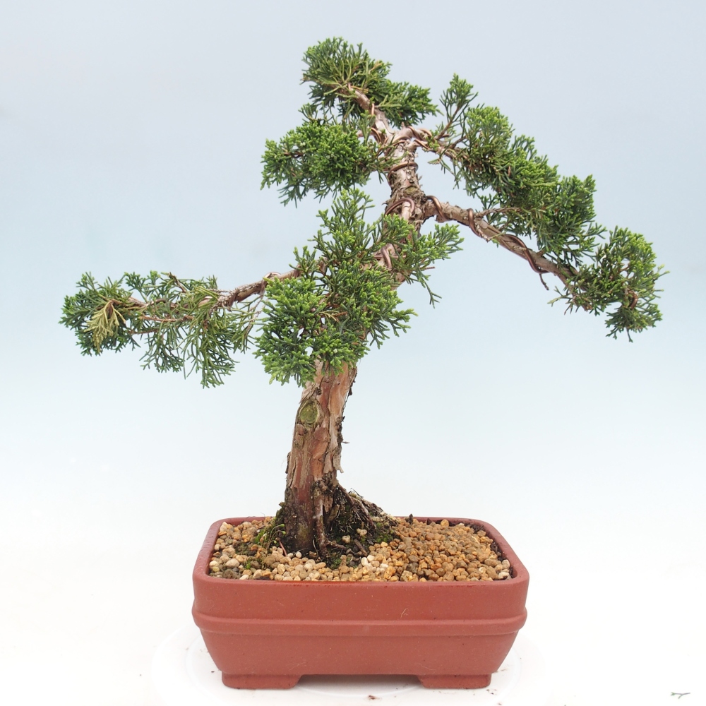Bonsai voor buiten - Juniperus chinensis Kishu