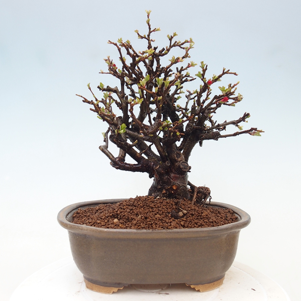 Bonsai voor buiten - Chaneomeles speciosa - Kweepeer