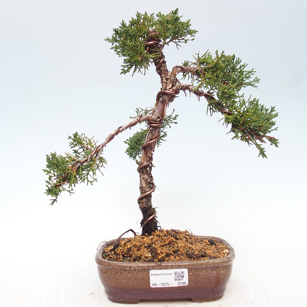 Bonsai voor buiten - Juniperus chinensis Kishu