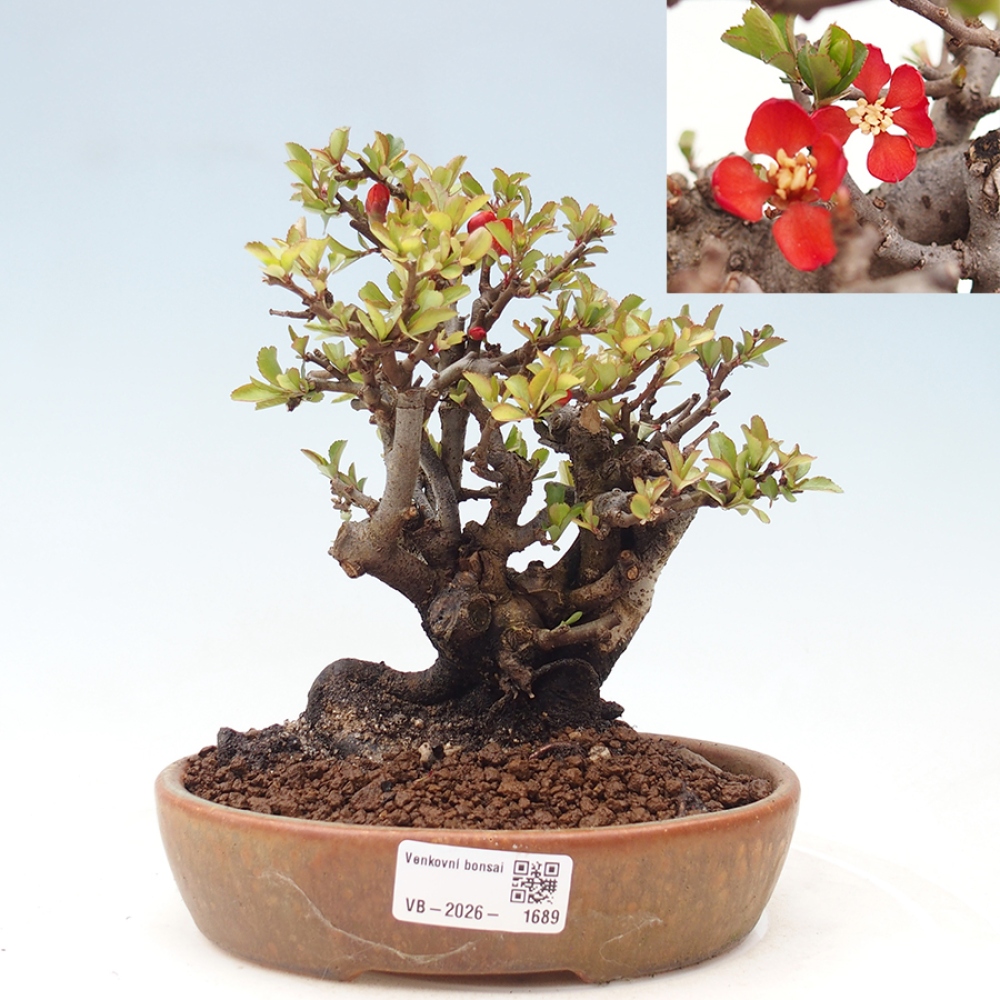 Bonsai voor buiten - Chaneomeles speciosa - Kweepeer