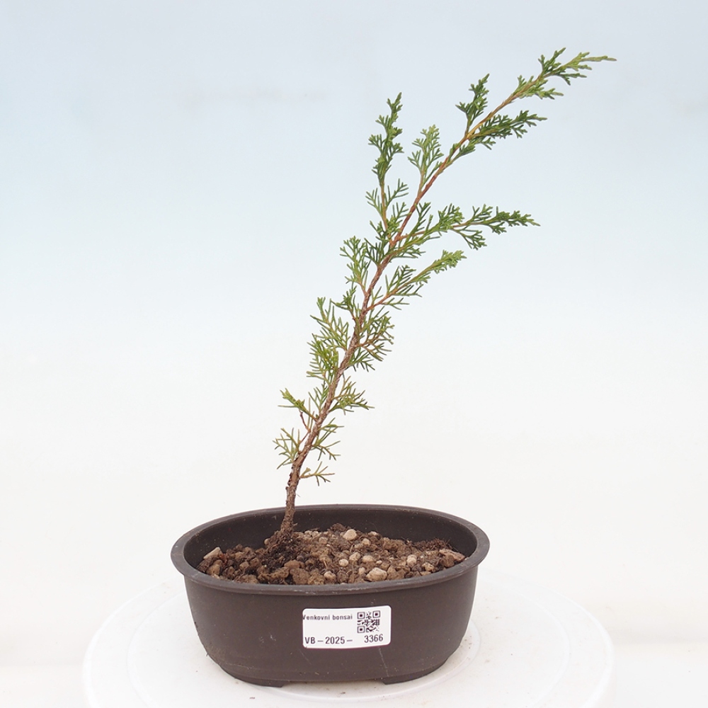 Bonsai voor buiten - Juniperus chinensis Itoigawa