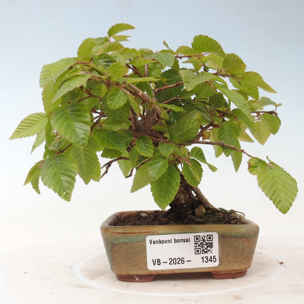 Bonsai voor buiten -Carpinus CARPINOIDES - Koreaanse haagbeuk