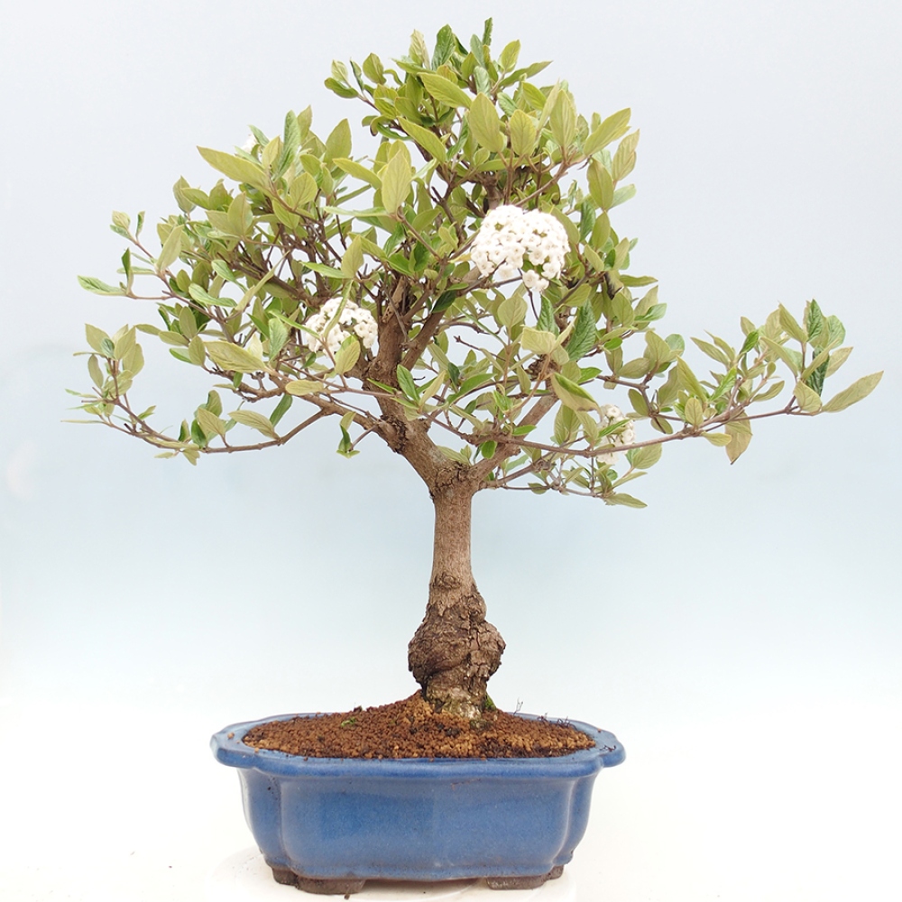 Bonsai voor buiten - Kalina Bodnanská - Viburum carlesii hemsi