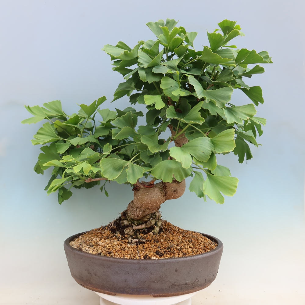 Bonsai voor buiten - Ginkgo biloba