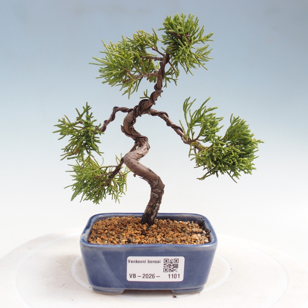 Bonsai voor buiten - Juniperus chinensis Kishu