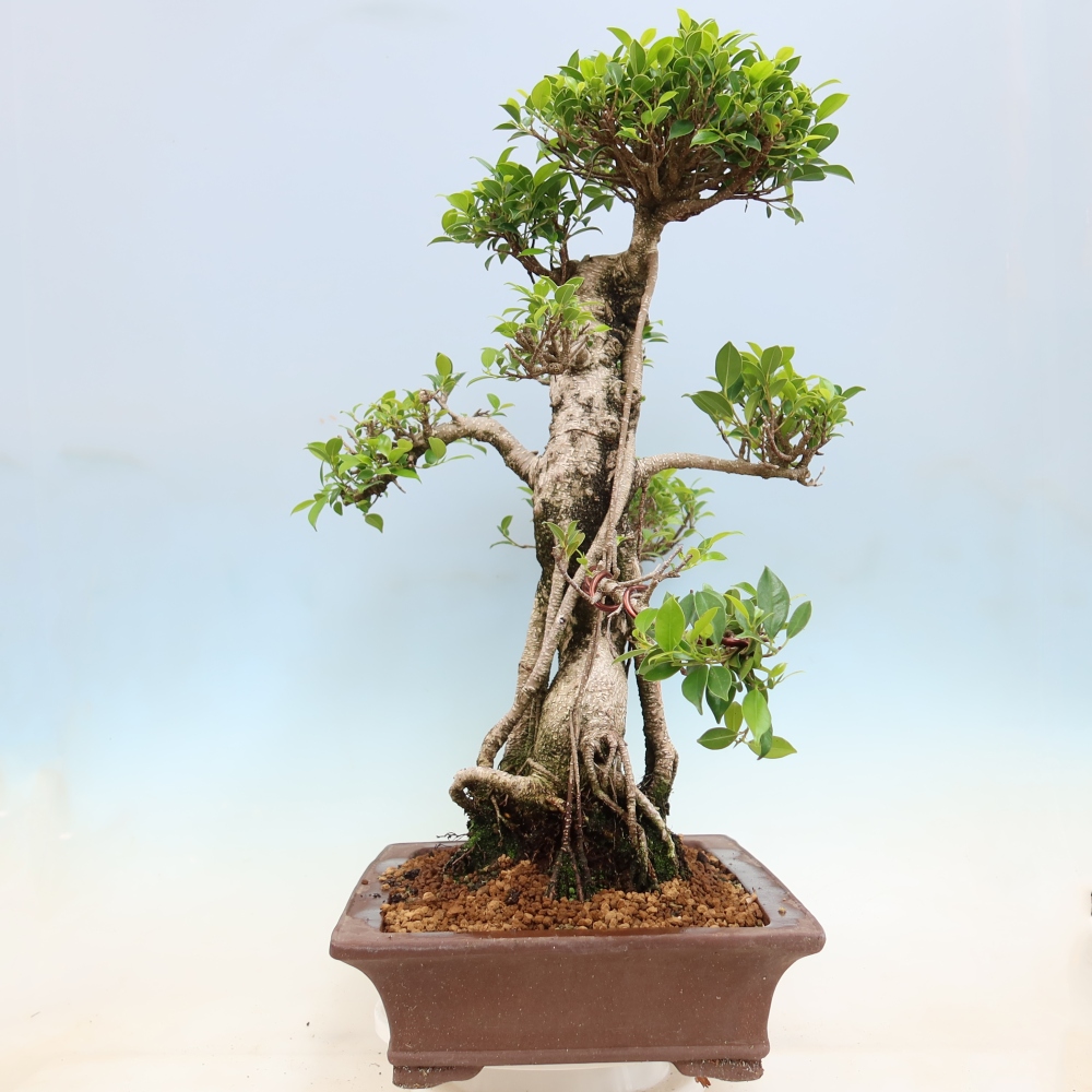 Kamerbonsai - Ficus kimmen - kleinbladige ficus