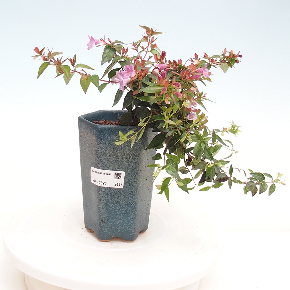 Bonsai voor buiten - Abelia Grandiflora - Abelia grandiflora